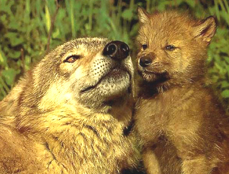 늑대 어미(귀 뒤로 한)와 새끼 1마리-축소=google이미지(jpg).jpg